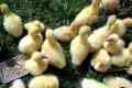Ce să hrănești goslings: reguli de dieta la domiciliu
