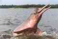 Delfin Amazon roz sau râu