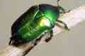 Beetle bronzovka: trăsături, larve și răni ale unui gândac verde