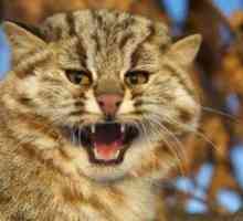 Amur pisică forestieră și realități moderne