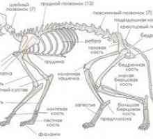 Anatomia și trăsăturile structurale ale scheletului unei pisici, rol în activitatea organelor