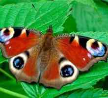 Butterfly Peacock Eye: Caracteristici și caracteristici