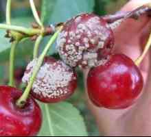 Cherry Boli și tratamentul copacilor