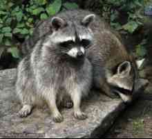 Raccoon-poloskun: tipuri, caracteristici, descriere