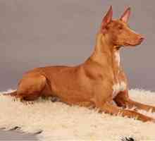 Câinele lui Faraon: o descriere a rasei egiptene