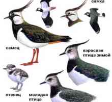 Caracteristicile unei pasari chibis, pinguini