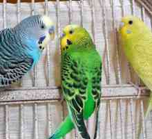 Caracteristicile și nuanțele cântării pe papagalii ondulați