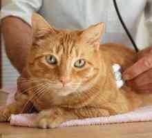 Cum să tratați o pimetru într-o pisică și care sunt simptomele debutului