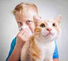 Cum se manifestă alergia la pisici și cum să scapi de ea