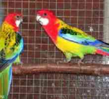 Roșu roșu și pestriț: cum să înfrumuseța un papagal