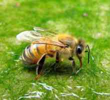 Puțin posibilități cunoscute: tratamentul cu intepaturi de albine