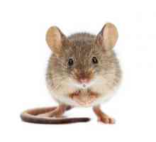 Șoareci: o varietate de specii din aceste animale