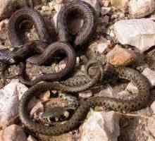 Caracteristicile oroarei obișnuite. Cum se înmulțește șarpele?