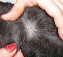 Matreata la pisici: cauze si tratament