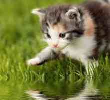 De ce pisicile se tem de apă: motivele principale și cum să se ocupe de ea