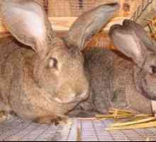 Rasă de iepure gri gigant: descrierea și caracteristicile de îngrijire