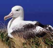 Bird din albatros. Cine sunt albatrosii rătăciți?