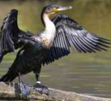 Pasărea de cormoran este mare - fotografiile, habitatul, reproducerea