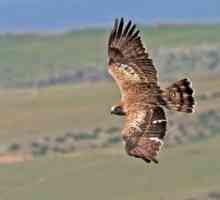 Bull vultur: cum arată și ce se hrănește