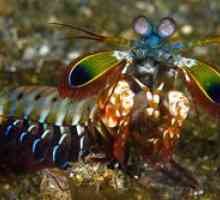 Rugăciunea mantis: trăsăturile unui monstru de mare