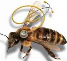 Cele mai frecvente boli ale albinelor și tratamentul acestora