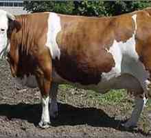 Rasă simplă de vaci: o caracteristică