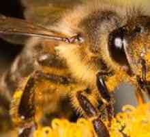 Cât timp trăiește albina? Ce afectează speranța de viață?