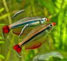Conținutul cardinalului de pești de acvariu și reproducerea acestora