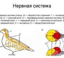 Structura sistemului nervos și excretor al păsărilor. Organe de senzație