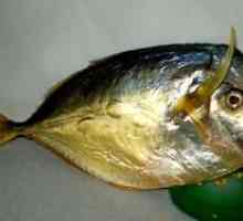 Tipuri de pește plat și rotund: descriere și caracteristici