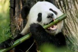 Panda mare sau urs de bambus