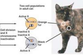 Dacă o pisică are 38 de cromozomi, câte au la pisică