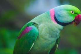 Parakeet sau papagal pasăre