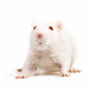 Șoarece alb - un animal de companie excelent decorativ