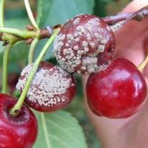 Cherry Boli și tratamentul copacilor