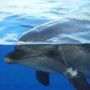Informații interesante: cum delfini dorm și respir?