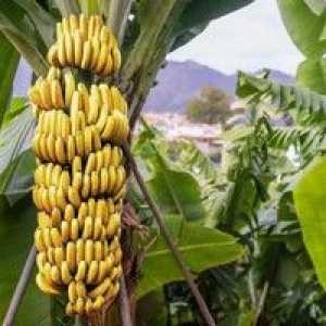 Cum și unde să crească bananele, beneficiile lor și domeniul de aplicare al plantei