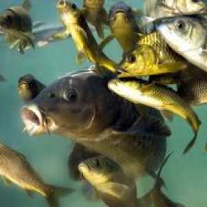 Ce tipuri de pești de râu se găsesc în rezervoarele de apă dulce