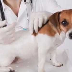 Când se vaccinează puii: o schemă de vaccinare pentru animalele de companie