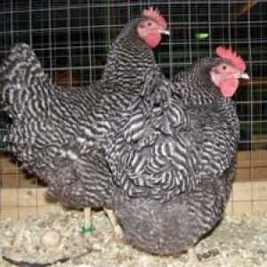 Cele mai bune rase de pui Carne de direcție de ouă: descriere și fotografie