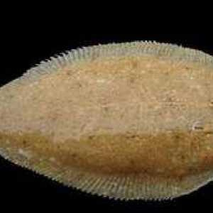 Limba marină și alte tipuri de pește numesc sare europeană