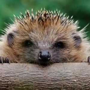 Hedgehog alimente acasă: ce să hrănești ariciul