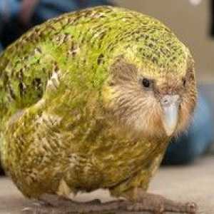 Papagalul kakapo și descrierea păsărilor fără zbor