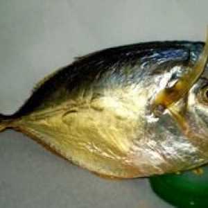 Tipuri de pește plat și rotund: descriere și caracteristici